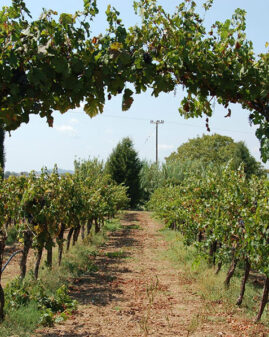 agriturismo-magna-grecia (3)