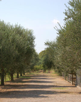 agriturismo-magna-grecia (4)